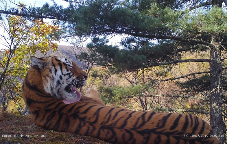 Amur tiger in northeastern China CREDIT: Feline Research Center of National Forestry and Grassland